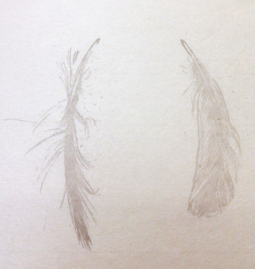 2013feathers